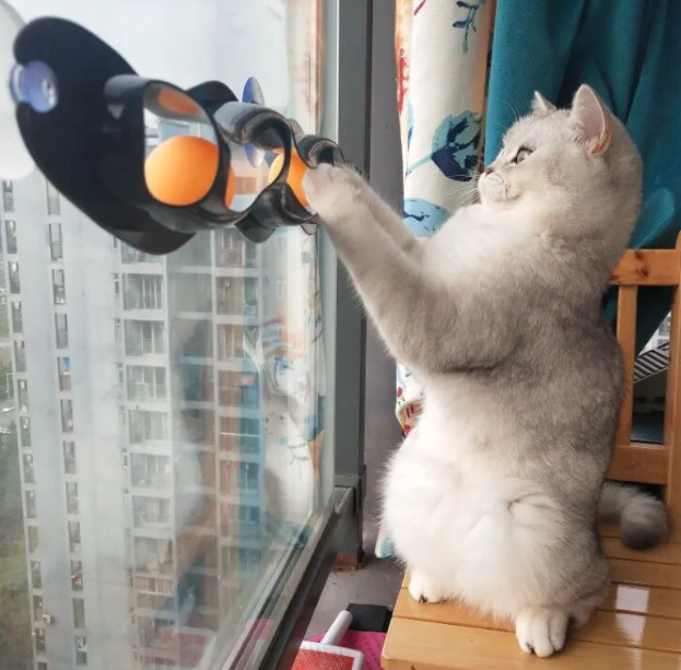 Window Cat Toy with Suction Cups