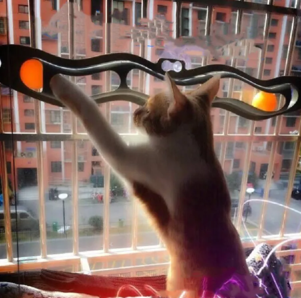 Window Cat Toy with Suction Cups
