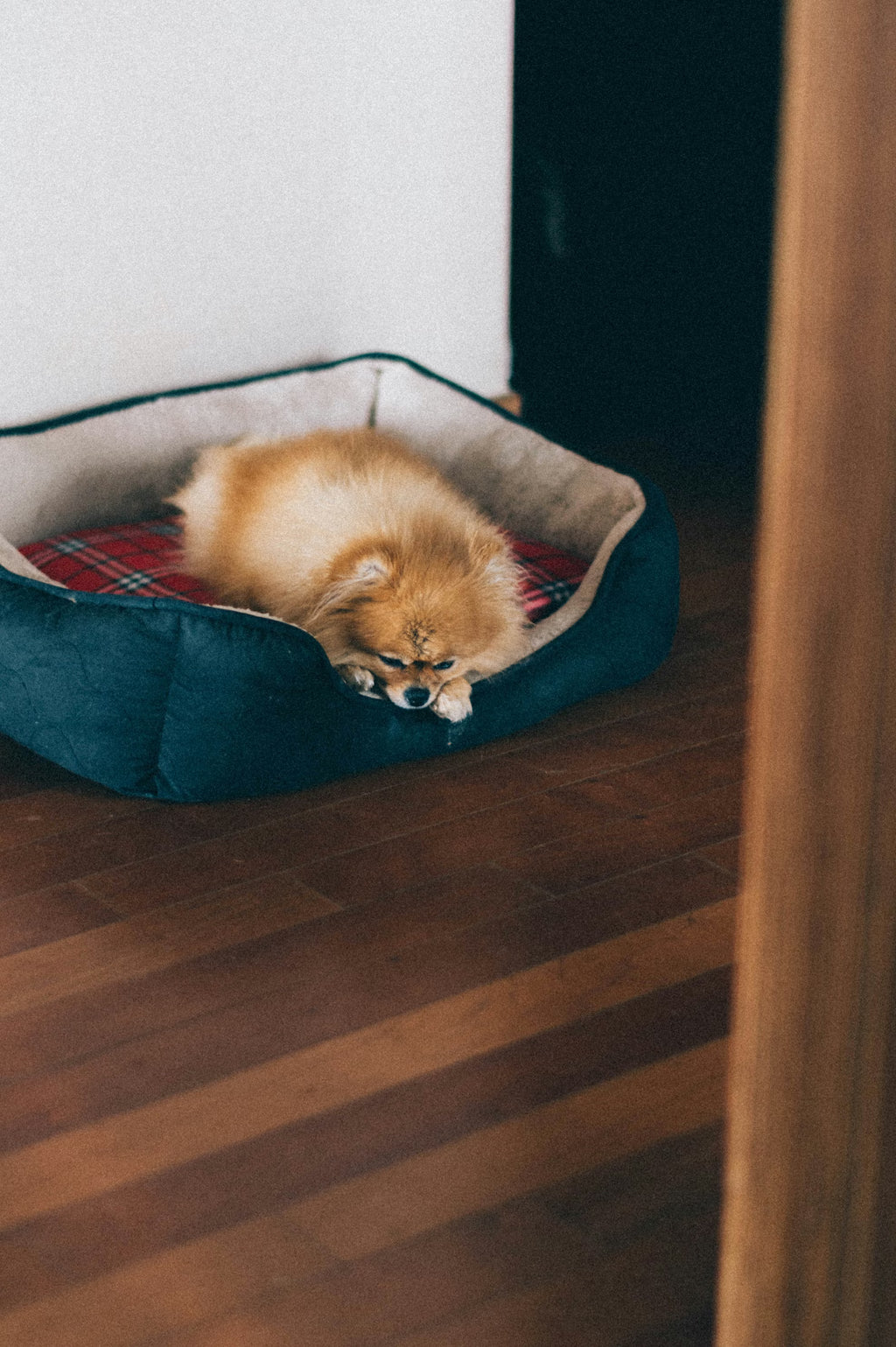 Cat/Dog Bed