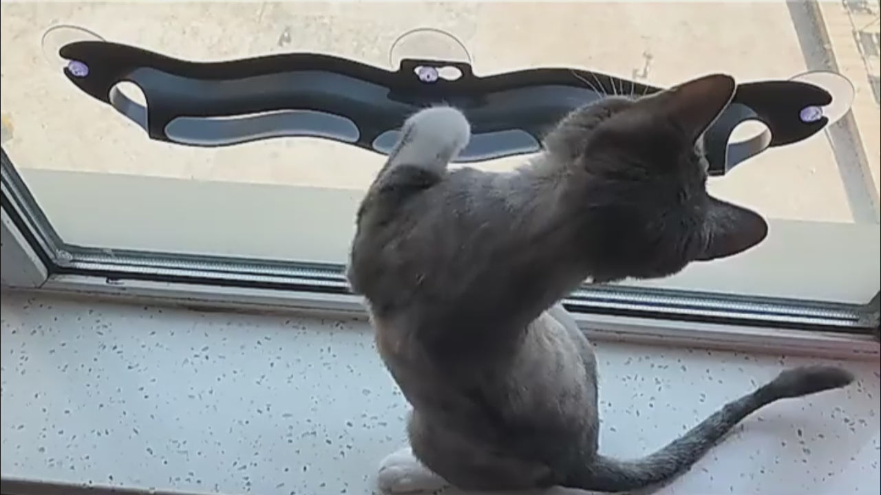 Window Cat Toy with Suction Cups